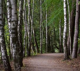 Brzozowa alejka w parku © PawelCichowski