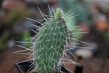 kaktus opuncja opuntia vulgaris 