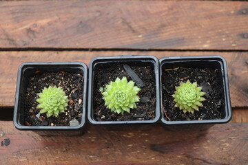 Sempervivum Litschi Rojnik © Perovskia