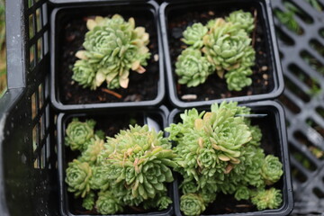 Rosularia chrysantha Rozularia złocista bylina