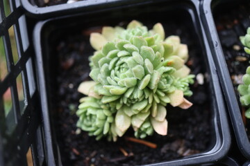 Rosularia chrysantha Rozularia złocista bylina