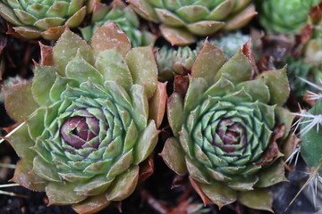 Obraz premium Sempervivum Gargamel rojnik