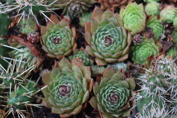 Naklejka premium Sempervivum Gargamel rojnik
