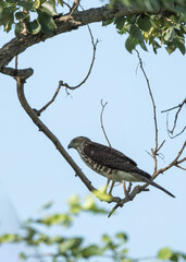 Shikra is in its habitat. The Shikra (Accipiter badius) is a small bird of prey known as the Little Banded Goshawk.