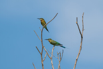 Blue-tailed Bee-eater perched in tree branch. The blue-tailed bee-eater (Merops philippinus ) is a near passerine bird in the bee-eater family Meropidae.