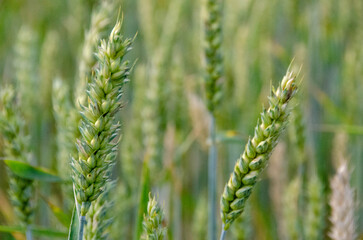 Rural scenery. Background of ripening ears of wheat field and sunlight. Crops field. Selective focus. Field landscape. High quality photo