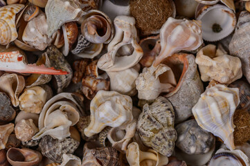 a variety of Mediterranean shells scattered on the table 1