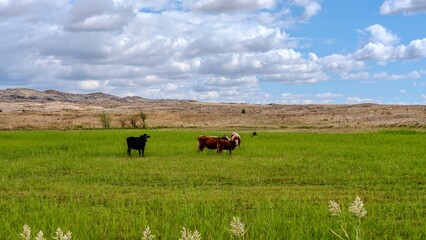 cows in the field