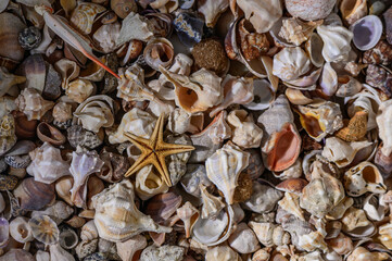 close-up of various colorful seashells and a starfish background