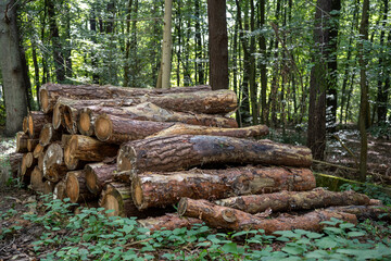 Ein großer Stapel langer Holzstämme, die ordentlich im Wald angeordnet sind