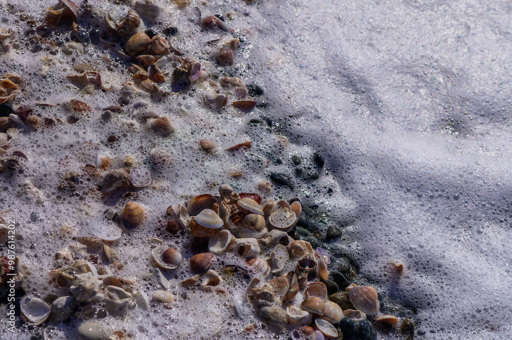 Wall mural close-up of seashells on beach