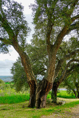 Centuries-old cork oak tree in Sardinia