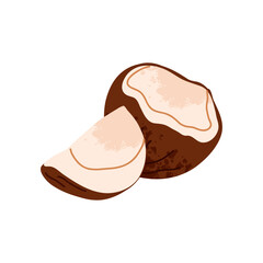 Cartoon coconut. Nuts in shell and peeled piece. Healthy tropical food. Diet snack. Organic vegetarian element. Whole and half. Natural plant ingredient packaging design. Vector isolated illustration