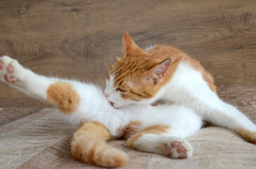 Felis silvestris forma catus, Domestic-cat, red-white, lying. Close up, Orange cat licks her arms clear image of cat tongue. High quality photo