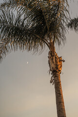 Pretty Moon Wallpaper Tropical Palm Tree Sky