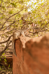 Little Squirrel Perched on Rock