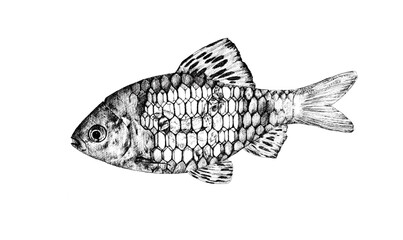 Dibujo surrealista de un pez gallinero. Gallina dentro del pez, con escamas a modo de jaula. Ilustración fantástica © Bittbrew