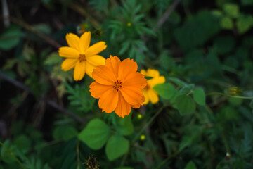 Close-up of a cosmos flower. Orange flower cosmos bloom on a blurred natural background.
