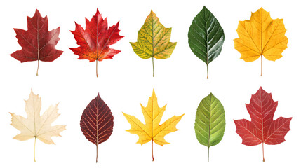 Obraz premium Set various seasonal autumn leaves in different colors and shapes isolated on transparent background