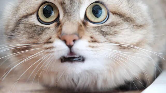 A wary cat carefully watches something mysterious,  staring with intense. Close up. Animal behavior