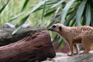 meerkat on the ground