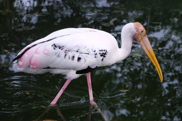 white pelican in the wild