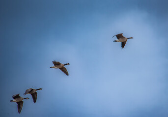 Canada geese in flight against blue sky