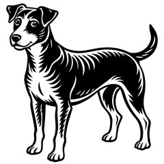black and white dog