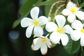 white frangipani flowers