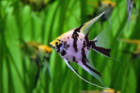 The marble angelfish, an artificially bred form of the common angelfish (Lat. Pterophyllum scalare) against a blurred background of plants and fish. Aquarium fish.