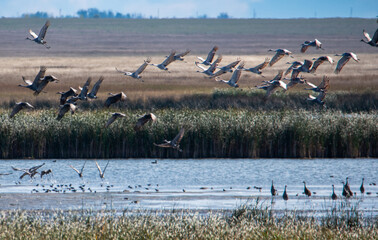 Sandhill cranes in flight