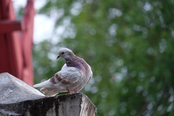 pigeon on the wall in the city