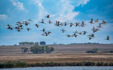 Sandhill cranes in flight