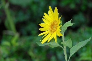 yellow flower in the garden