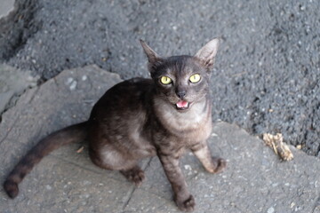 black and white cat on the ground
