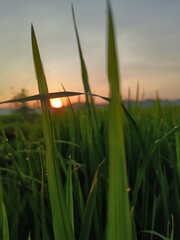 grass in the wind