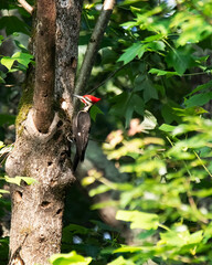 Pileated woodpecker perched on tree in lush green forest