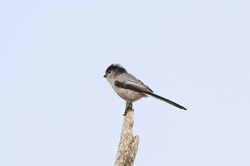 Obraz premium piccolino