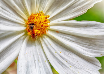 Macro shot of bee collecting nectar from white flower