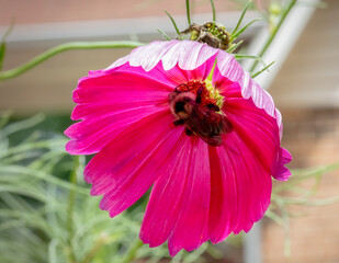 Vibrant pink flower with bumblebee collecting pollen