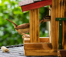 Wren feeding its chick in a wooden birdhouse outdoors