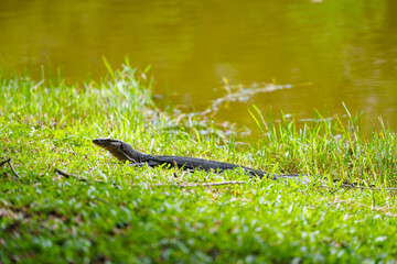 Lizard in tropical forest.