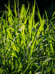 Light-flooded reed grass on a branch of the Amazon near the town of Jutaí.