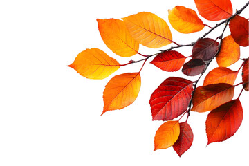 Naklejka premium autumn leaves background