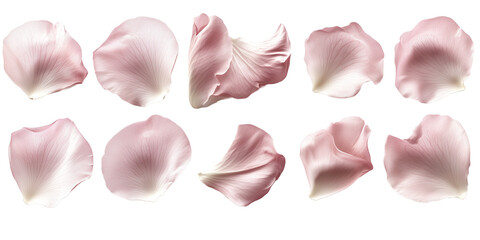 Fototapeta premium Pink Rose Petals Collection. A high-resolution set of delicate pink rose petals in various shapes and sizes, perfect for romantic and nature-themed projects. Ideal for beauty products, floral decorati