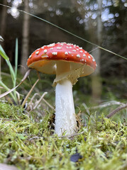 Fly Agaric