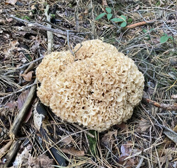 Cauliflower Fungus