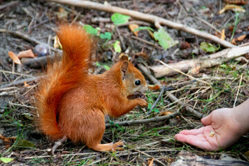 a red squirrel in a clearing takes a nut from a hand. beautiful autumn background. Beautiful and cute red squirrel on a tree trunk in the forest. Green background.. High quality photo