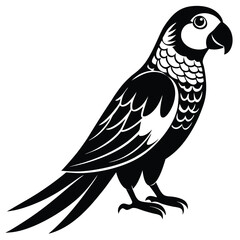 Obraz premium parrot-on-white-background (1).eps