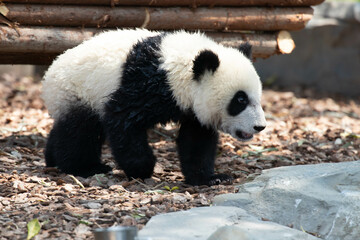 Little Panda in Chengdu Panda Base, china